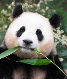 Células-tronco de panda-gigante podem ajudar a finalmente salvar espécie