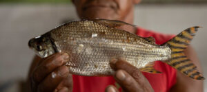 Como hidrelétricas estão acabando com peixes no Rio Madeira?