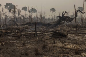 Degradação florestal na Amazônia em 2024 é a maior dos últimos 15 anos