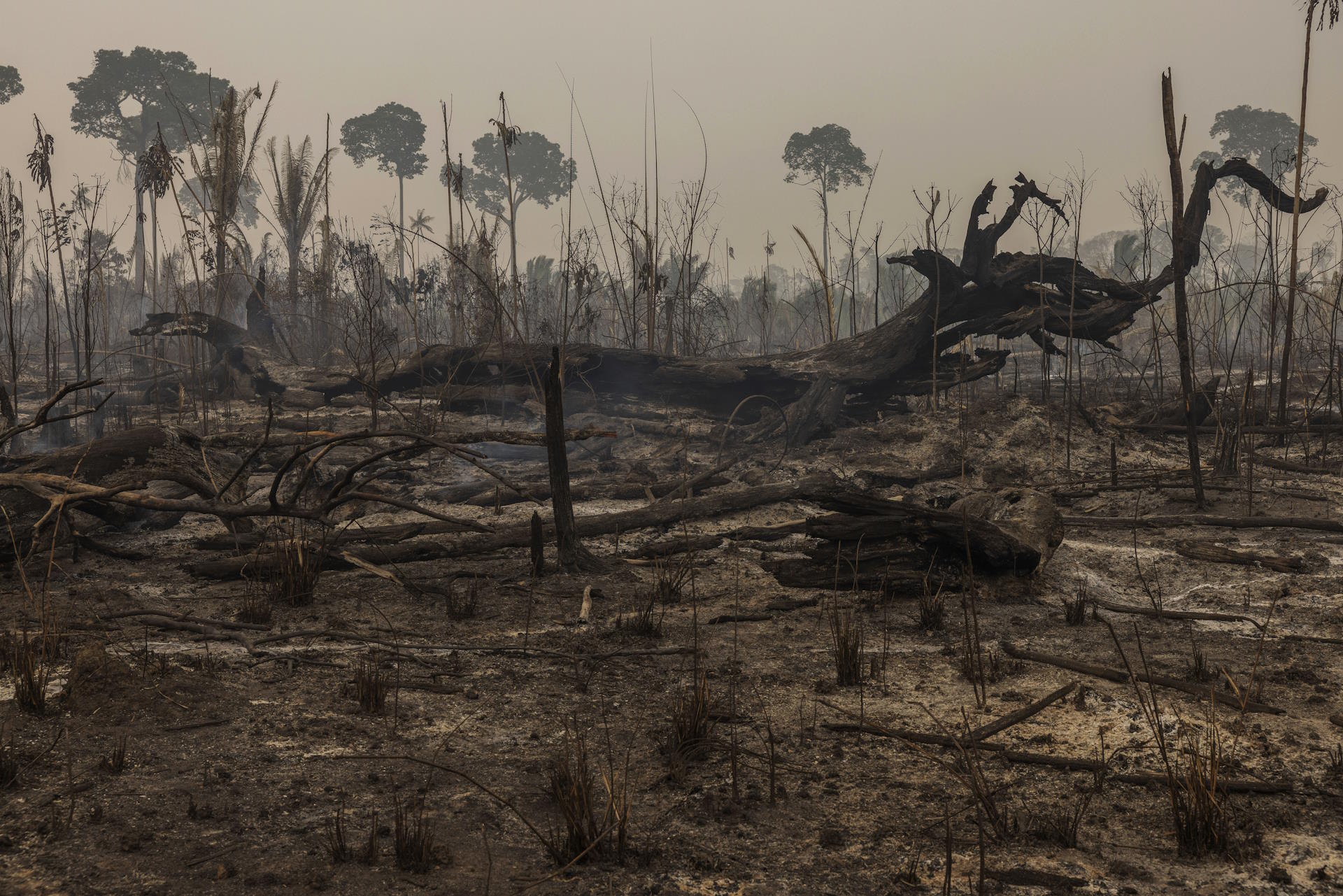 Degradação florestal na Amazônia em 2024 é a maior dos últimos 15 anos