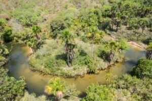 Deputado quer cortar parque no Maranhão para legalizar fazendas