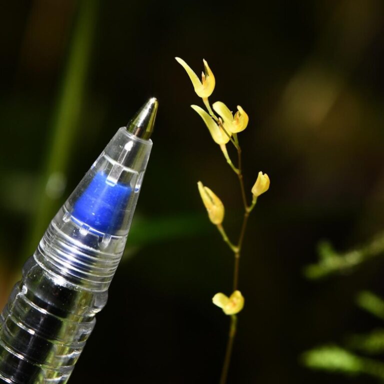 Do tamanho da ponta de uma caneta, nova espécie de orquídea é encontrada no Peru