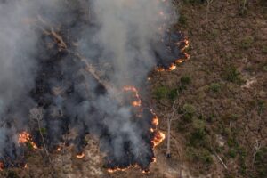 Extrema direita pode levar a Amazônia ao ponto de não retorno, dizem pesquisadores