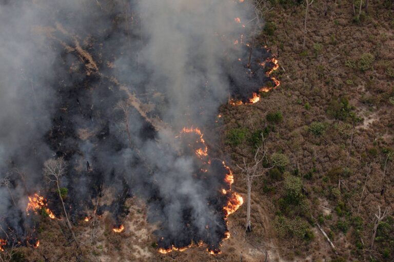 Extrema direita pode levar a Amazônia ao ponto de não retorno, dizem pesquisadores