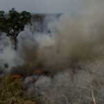 Fogo acaba com 71% da biomassa da floresta amazônica em apenas duas passagens