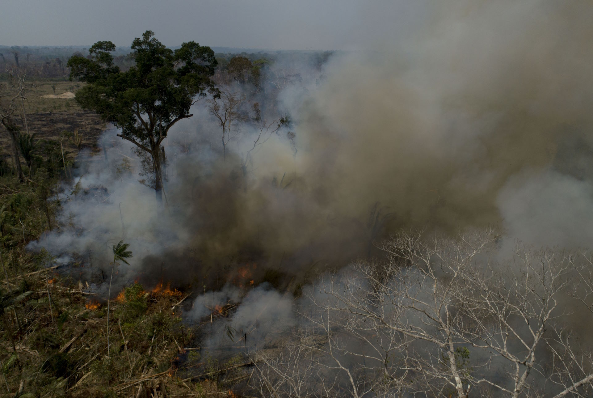 Fogo acaba com 71% da biomassa da floresta amazônica em apenas duas passagens