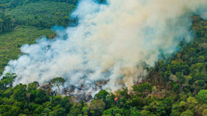 Fogo na Amazônia: impactos ambientais e sociais: 1 – Tipos de fogo