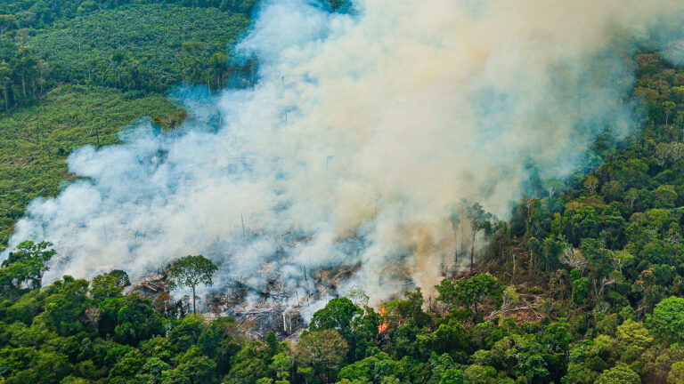 Fogo na Amazônia: impactos ambientais e sociais: 1 - Tipos de fogo