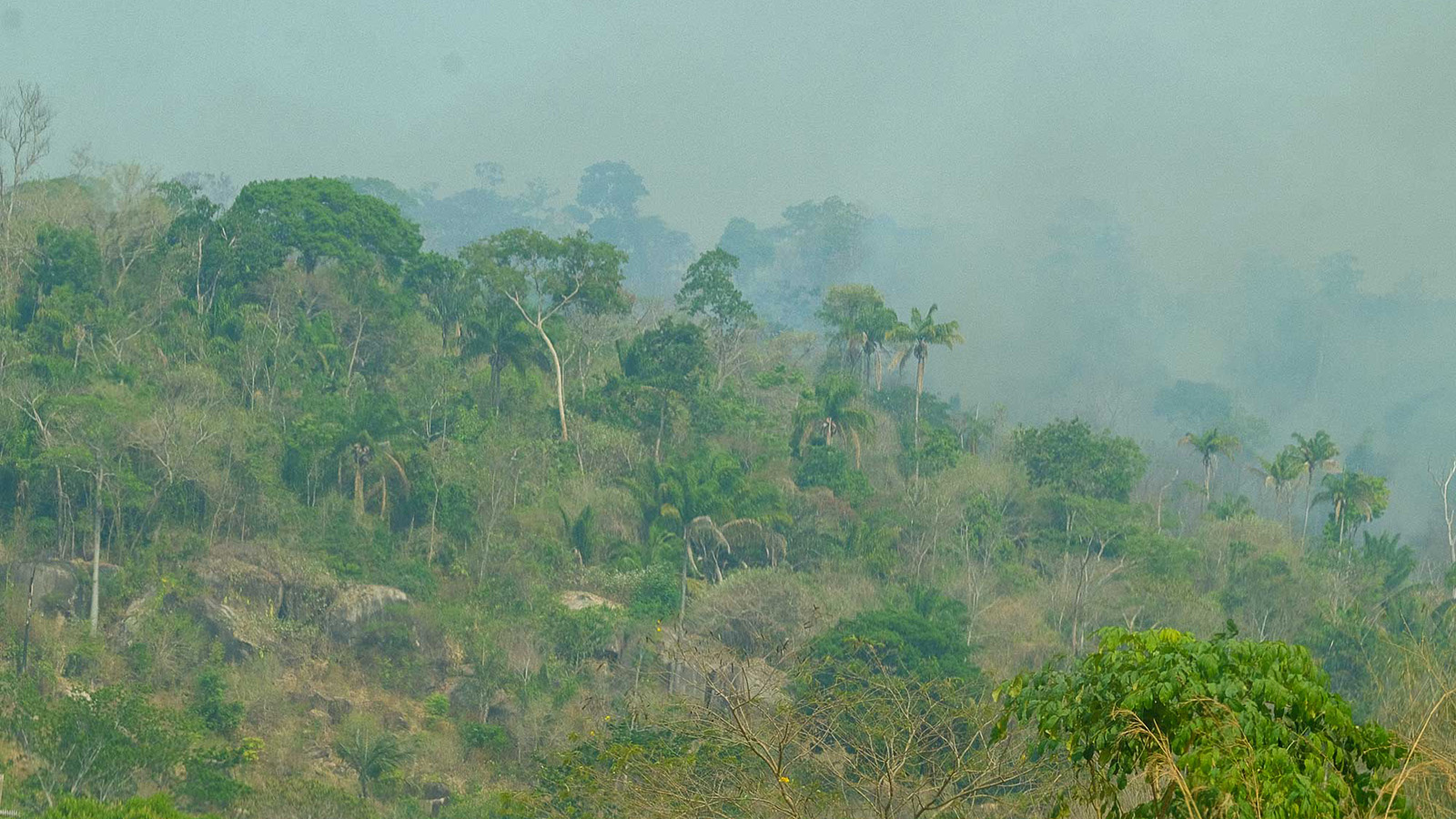 Fumaça na Amazônia: os impactos na saúde revelados por pesquisadora