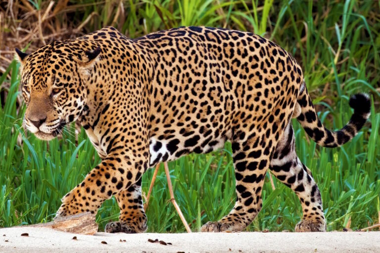 Isolamento de áreas protegidas globais ameaça espécies emblemáticas como a onça-pintada