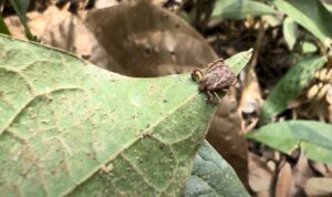 Os desafios da expedição em busca de novas espécies de carrapato pela Amazônia