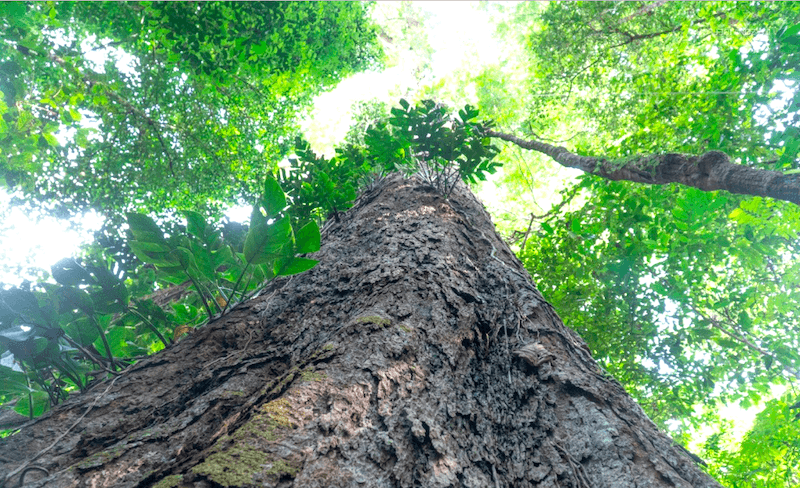 Pará cria novo parque estadual para proteger maior árvore do Brasil