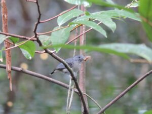 Para onde vão as aves das várzeas amazônicas quando a água do rio sobe?