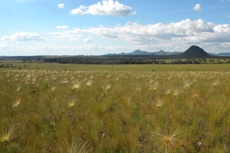 Pastagens nativas devem ser conservadas pela biodiversidade e equilíbrio do clima