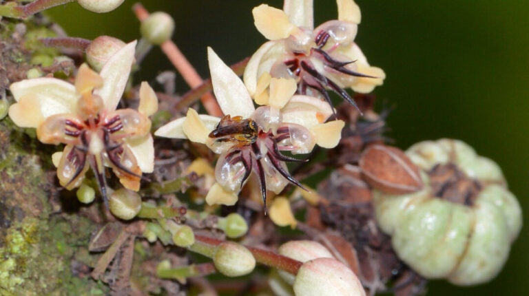 Pesquisadores planejam adestrar abelhas-sem-ferrão amazônicas para polinizar cacau