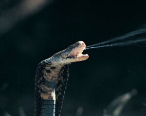 Por que o cocô das cobras é tão esquisito?