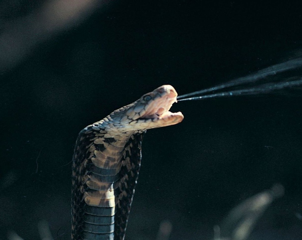 Por que o cocô das cobras é tão esquisito?