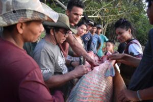 Povos indígenas se unem para fortalecer o manejo do pirarucu no Vale do Javari