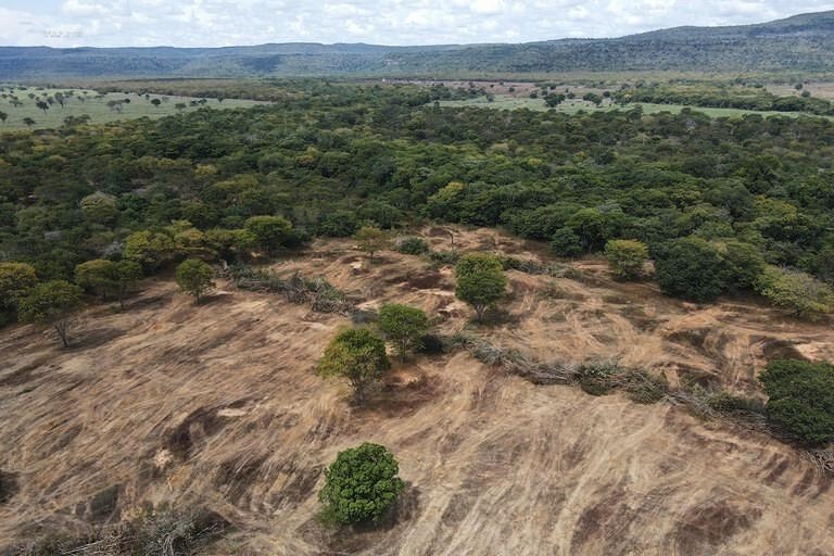 Recuperar a vegetação nativa não pode só compensar o desmatado, pedem ongs na COP16