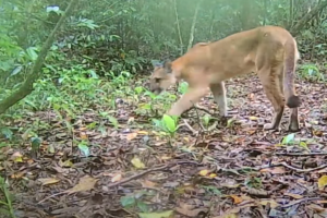 Reserva particular na região serrana do Rio celebra registro de cinco felinos