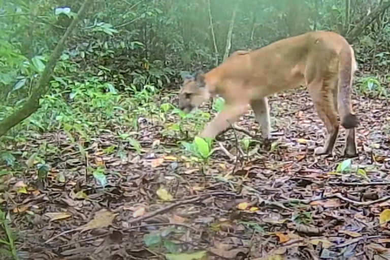 Reserva particular na região serrana do Rio celebra registro de cinco felinos