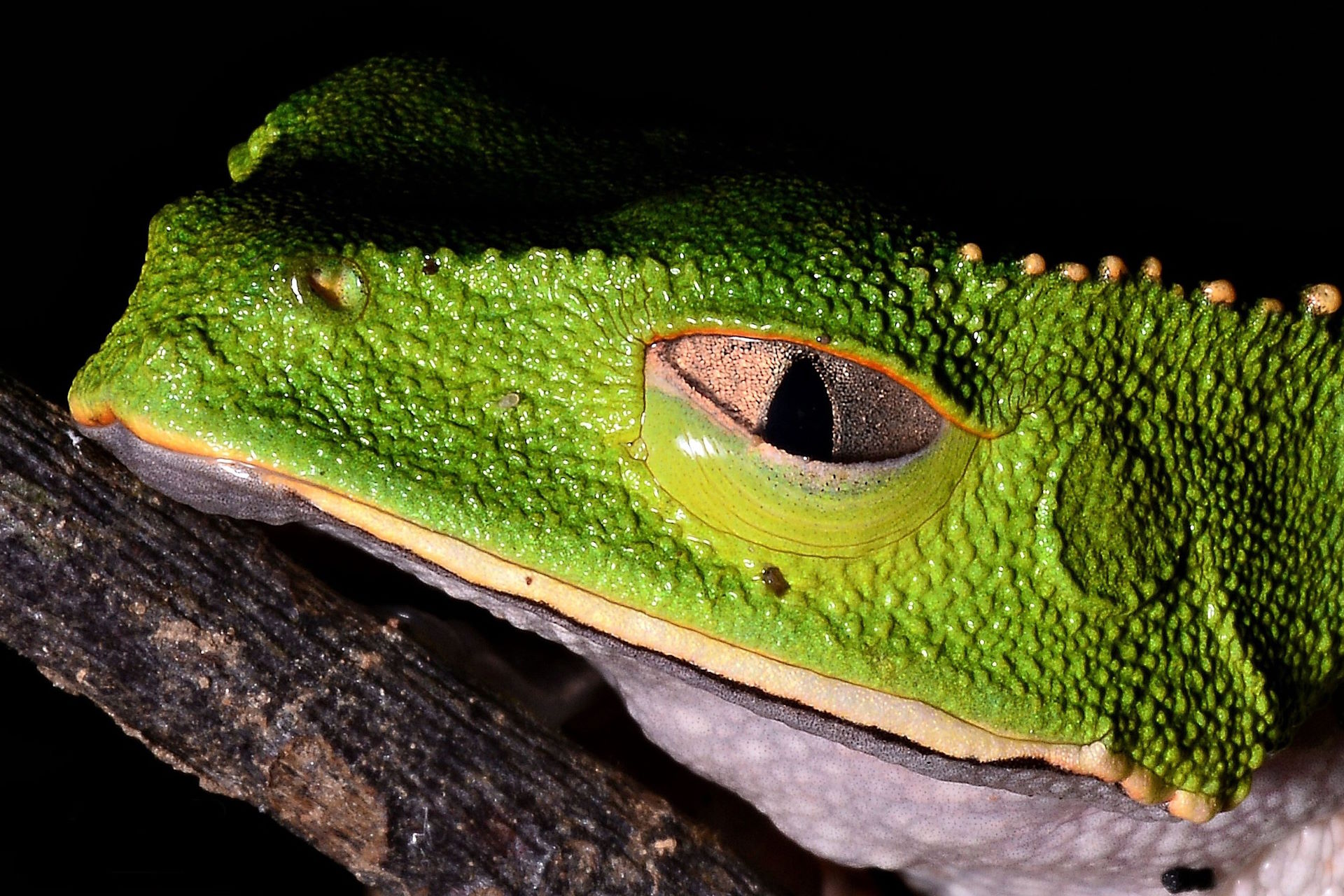 Urgência de salvar a biodiversidade marca a agenda da COP16