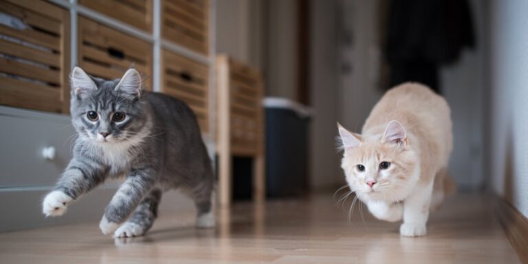 A matemática dos gatos: físico diz ter decifrado movimentos felinos