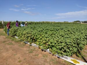 Algodão ganha destaque como alternativa sustentável em Roraima