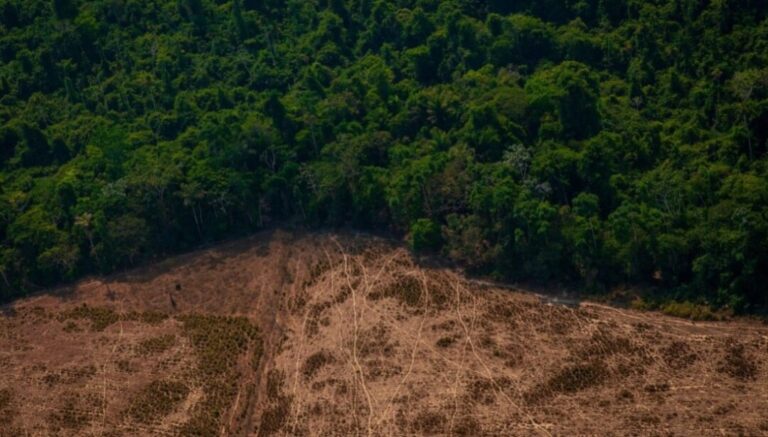 Aumento global das temperaturas ameaça ecossistemas como a Amazônia e pode provocar colapso, aponta relatório