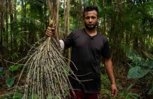 Centro busca melhorar qualidade de vida no Marajó com tecnologias digitais para as cadeias do açaí e do mel