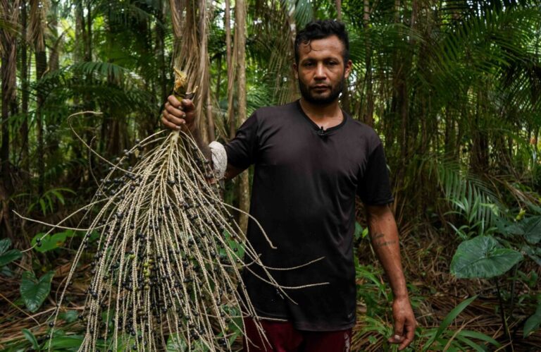 Centro busca melhorar qualidade de vida no Marajó com tecnologias digitais para as cadeias do açaí e do mel