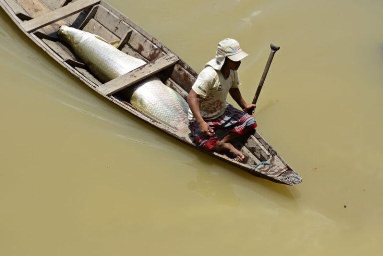 Coletivo alerta que seca dos rios no Amazonas ameaça o manejo do pirarucu 