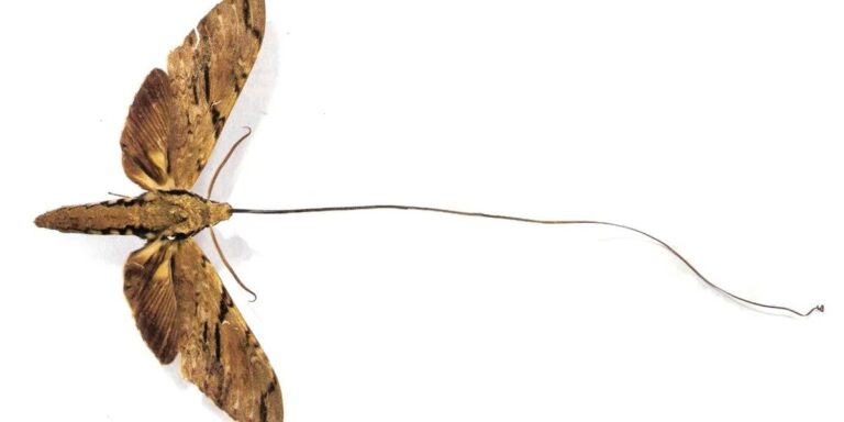 Conheça a incrível mariposa de língua gigante que Darwin previu