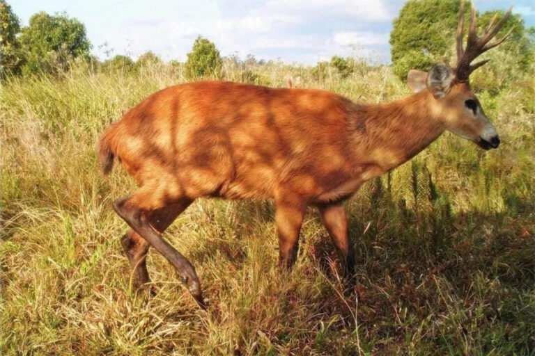 Filme posiciona os animais como vítimas invisíveis da crise climática