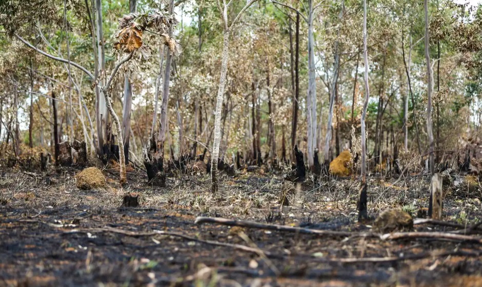 Florestas em áreas degradadas queimam e ressecam mais o ambiente, expõe estudo