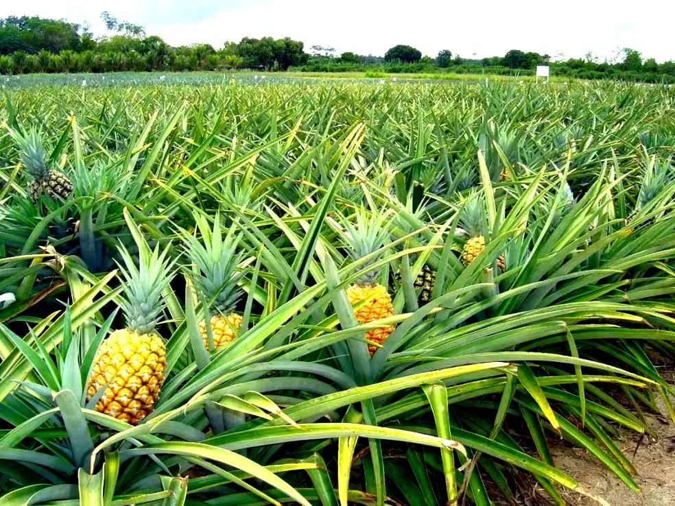 INPI reconhece primeira IG do Amapá: abacaxi de Porto Grande