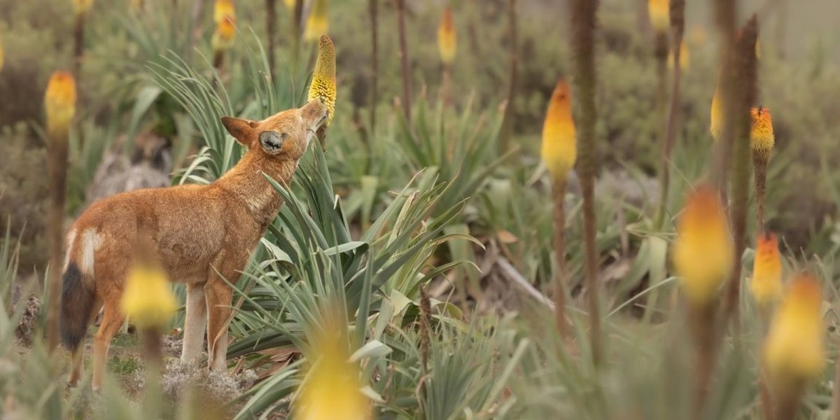 Lobos etíopes trocam carne por néctar e surpreendem cientistas