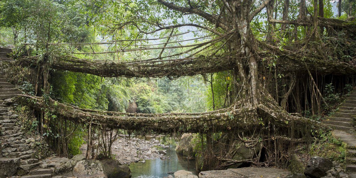 Meghalaya: conheça as pontes indianas feitas com raízes vivas