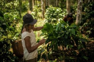 Mil famílias de comunidades amazônicas no Peru recebem incentivos para conservação das florestas