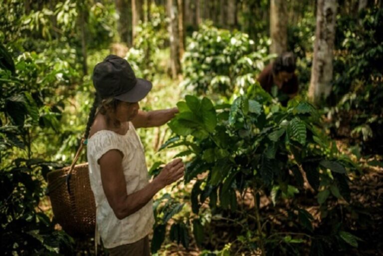 Mil famílias de comunidades amazônicas no Peru recebem incentivos para conservação das florestas