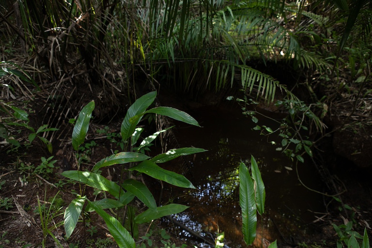 Na terra dos Guajajara, mudas amazônicas oferecem esperança para os rios que secam