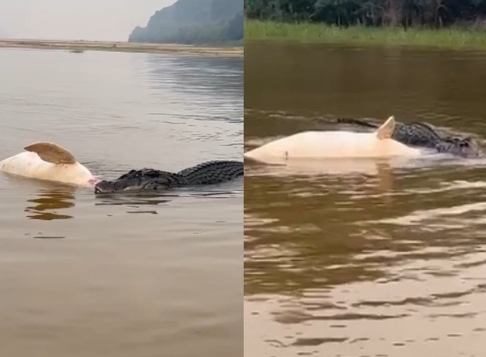 Pescador flagra jacaré devorando boto no rio Guaporé em Rondônia