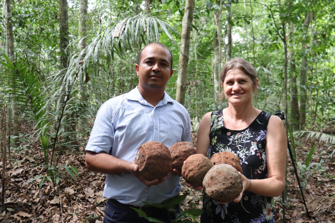 Projeto de beneficiamento de castanha gera renda para extrativistas e indígenas de Mato Grosso