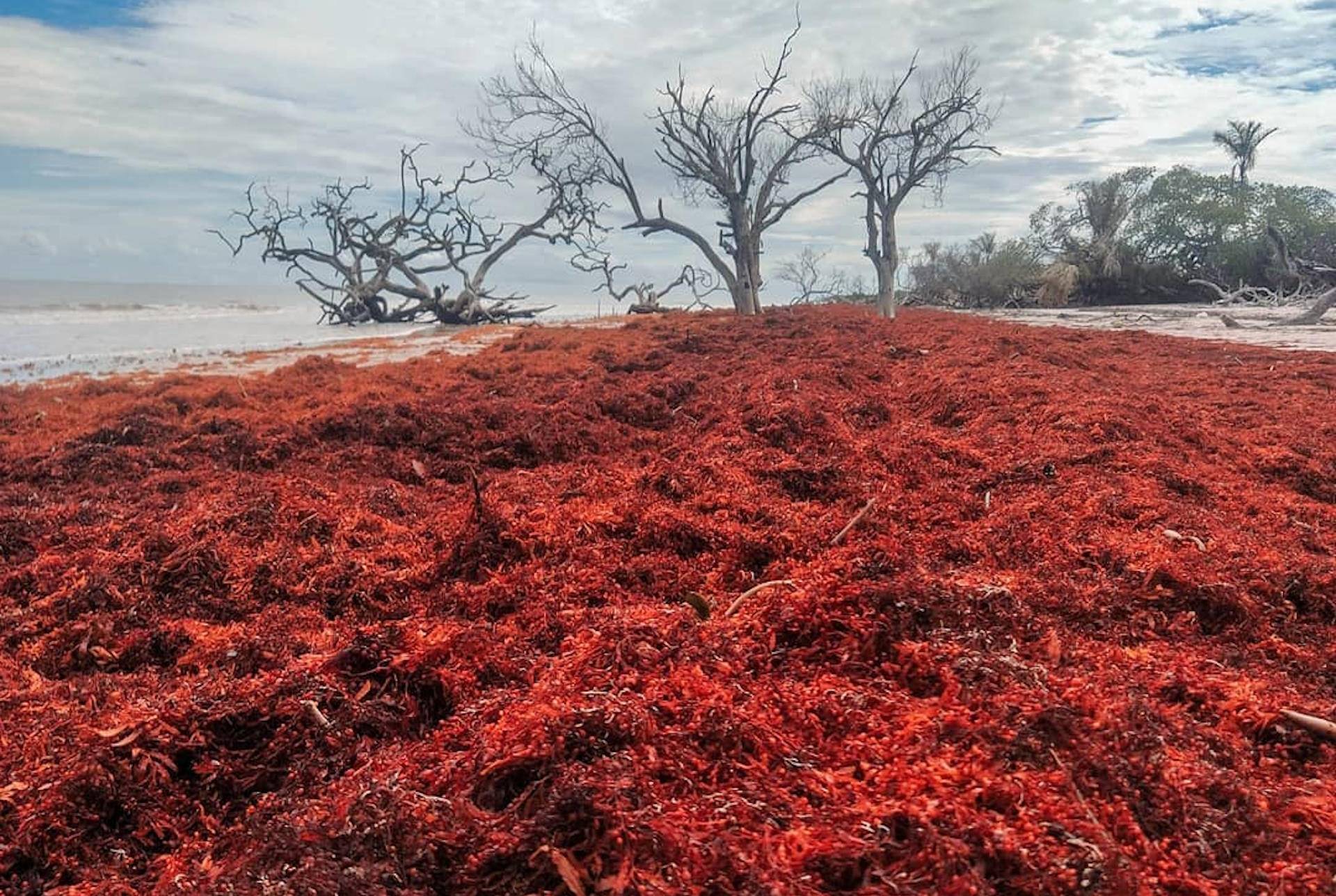 Uma alga desafia o Brasil: Estamos preparados para uma nova arribada massiva de Sargaços?