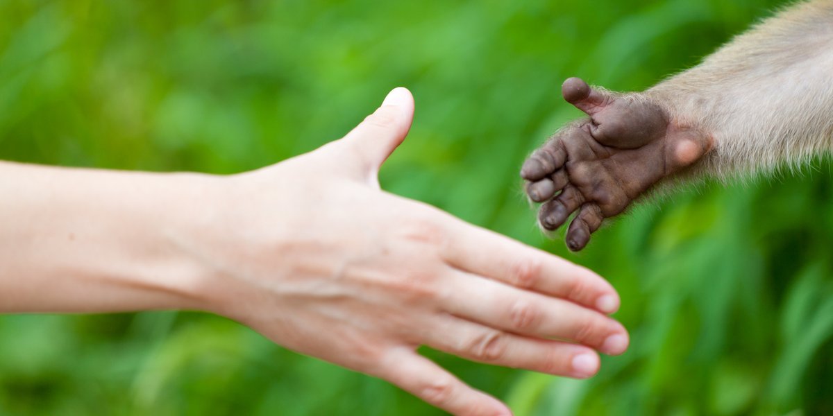 Afinal, a cultura humana realmente é muito diferente da animal?