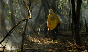 Amazônia tem o maior número de queimadas e incêndios em 17 anos