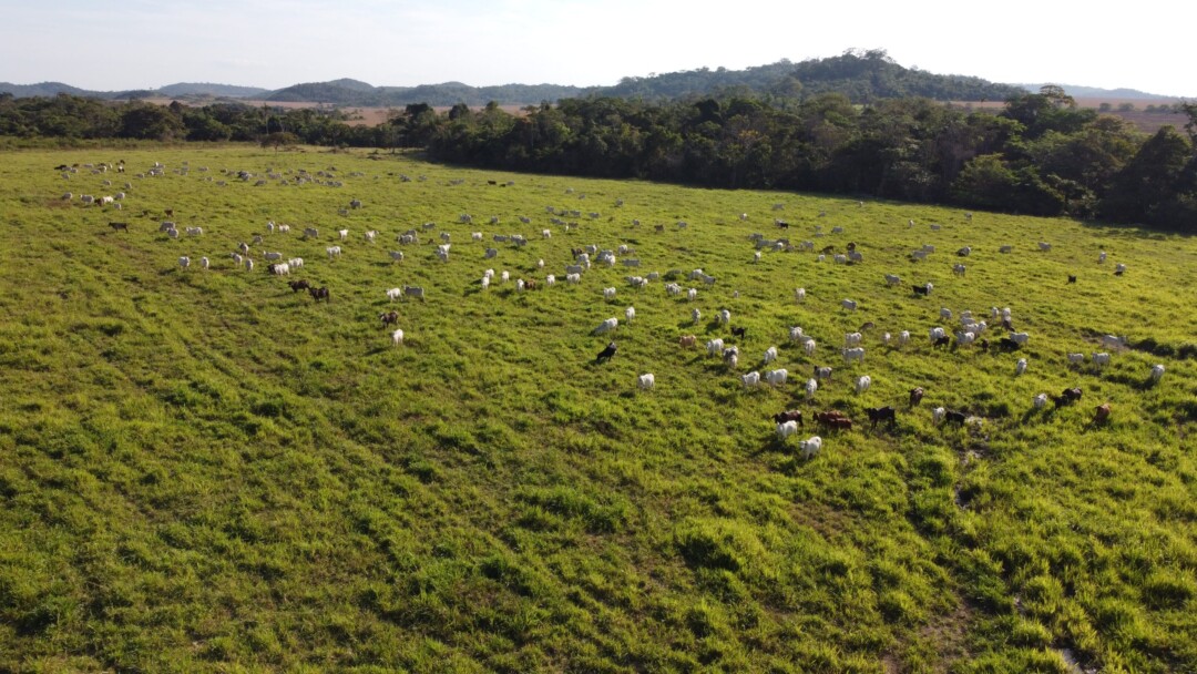 Áreas de agricultura e pastagem aumentaram 417% na Amazônia desde 1985