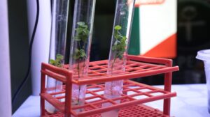 Biotecnologia é aliada para inovar na produção de mudas in vitro da Amazônia