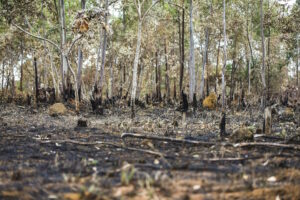 Cerrado perdeu uma Paraíba em vegetação natural em apenas um ano