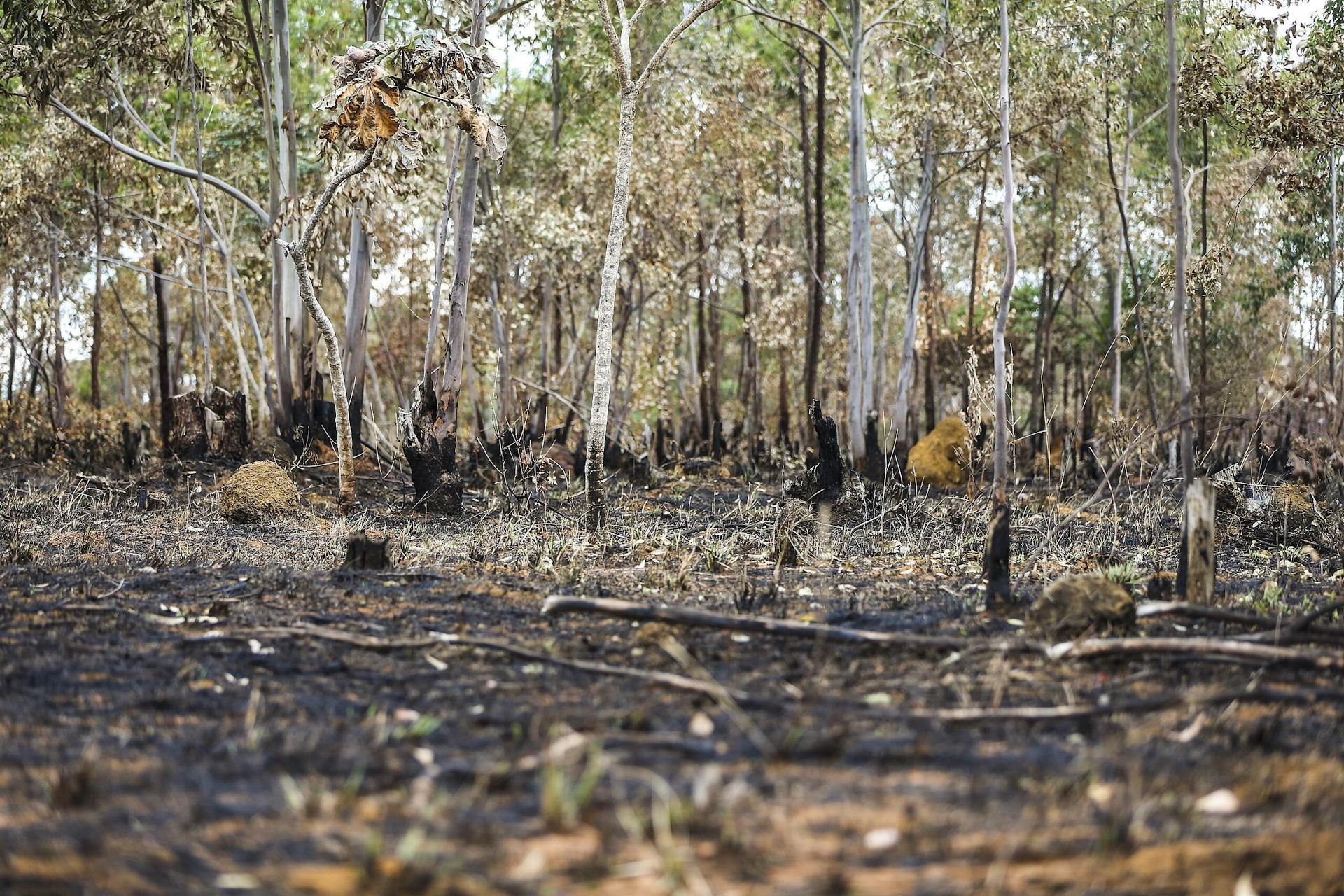 Cerrado perdeu uma Paraíba em vegetação natural em apenas um ano